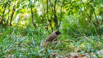 綠樹成蔭的公園及附近的河流吸引不少雀鳥在附近棲息，相中一隻黑臉噪鶥正在草叢覓食。